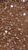Zinnie Sequins Off Shoulder Top - Mocha